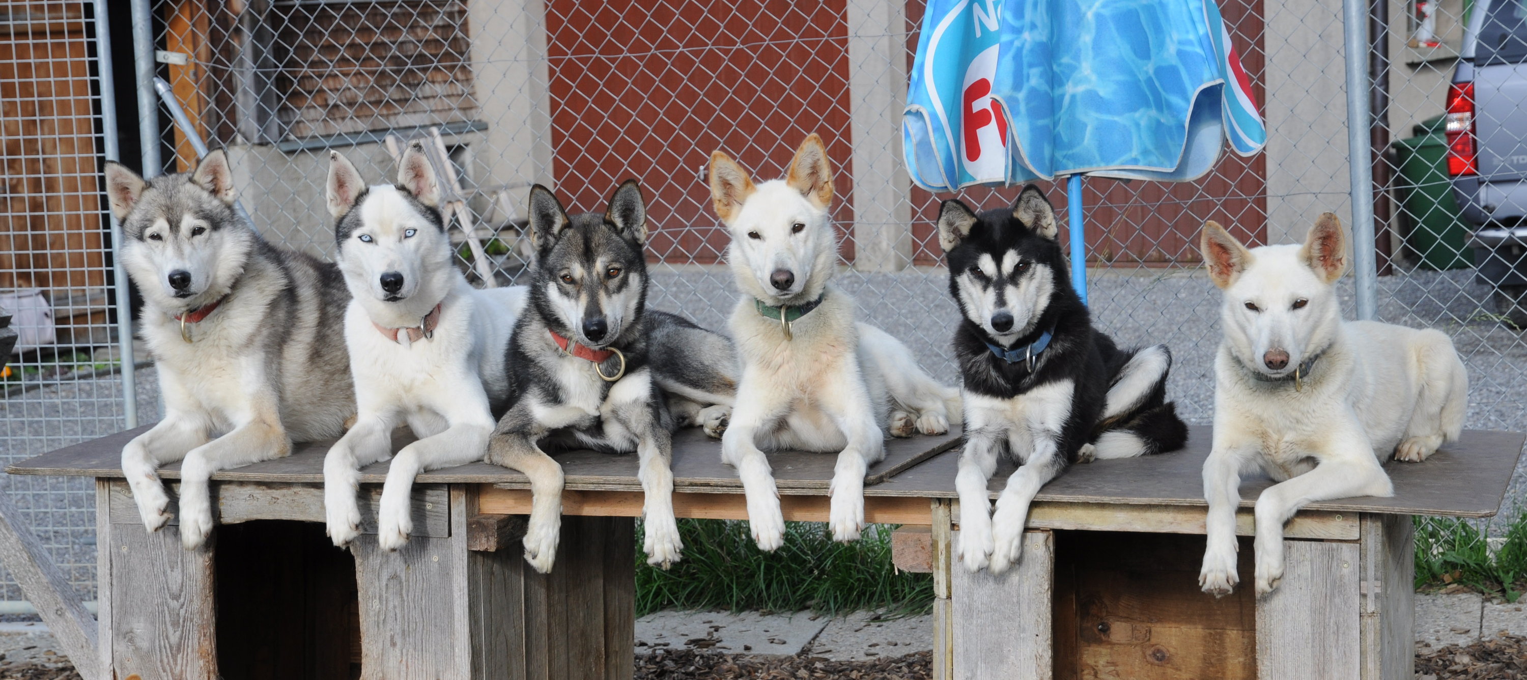 HuskyShow Huskystuff