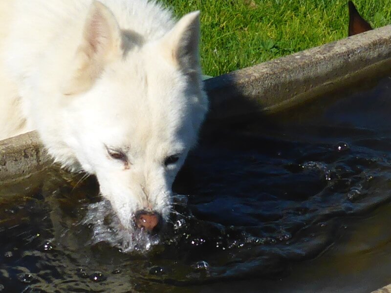 Sbirischer Husky trinkt aus einem Brunnen
