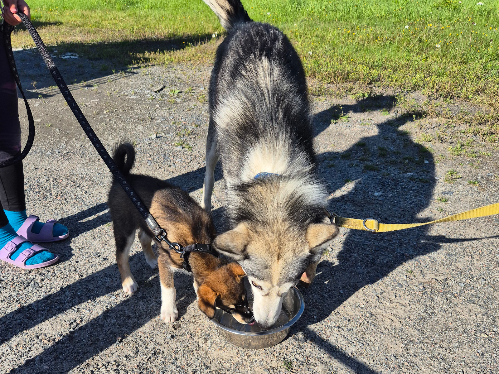 Ylvi und Sharky beim Trinken