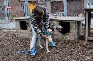 20161917-huskyfarm-workcamp-17  