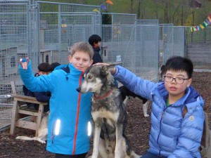 huskystuff-aktivitäten-blog-20161105-hundeverliebt  