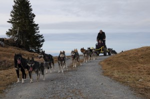 huskystuff-aktivitäten-blog-20161218-wagen-tages-tour-17    