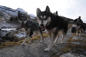 huskystuff-aktivitäten-blog-20161218-wagen-tages-tour-19    