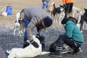 huskystuff-aktivitäten-blog-20161224-hm-huskyfahrt-04 