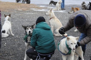 huskystuff-aktivitäten-blog-20161224-hm-huskyfahrt-11 