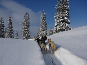 huskystuff-aktivitäten-blog-20170117-huskytour-06