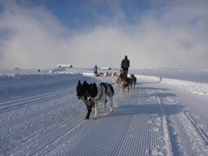 huskystuff-aktivitäten-blog-20170117-huskytour-11