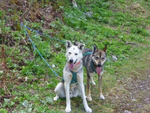 huskystuff-aktivitäten-blog-20170524-11  