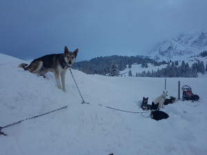 huskystuff-blog-news-20171224-wintervorlage-04 