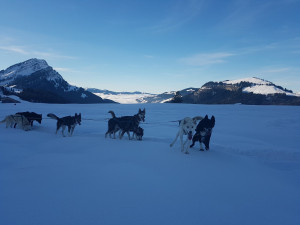 huskystuff-blog-news-20171224-wintervorlage-06 