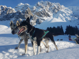 huskystuff-blog-news-20171224-wintervorlage-07 