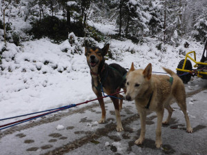 huskystuff-blog-hunde-20180219-mit-kaya  