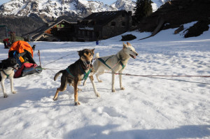 huskystuff-blog-hunde-20180219-schlitten  