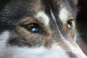 huskystuff-blog-news-201810051-revontuli-augen