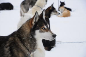 huskystuff-blog-news-201810051-revontuli-winter