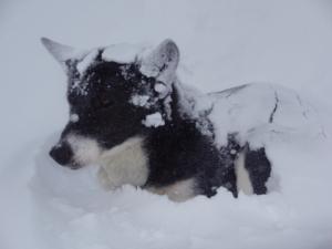 huskystuff-blog-news-20190724-luna-eingeschneit