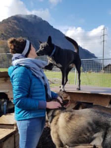 huskystuff-blog-hinde der kulisse-20191101-tigi