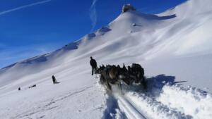 Schlittenhunde-Zweitagestour